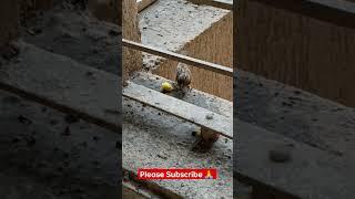 #love #relaxing #calm #sparrow #india #cricket #funnyvideos #memes