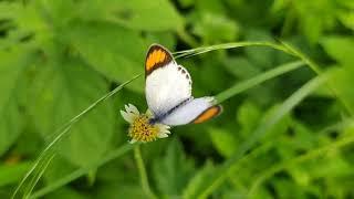 Orange tip butterfly | Mobile photography | Tushar Tripathi |