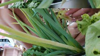 chives a natural antibiotic | mmp88- mp88 life style - Inside the mirror