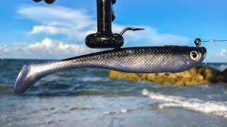 Searching for HUGE Fish during EPIC Bait Migration