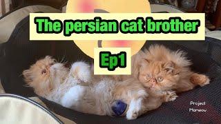 Introducing Lucas & lil Prince l Persian cat brother l Ep.1