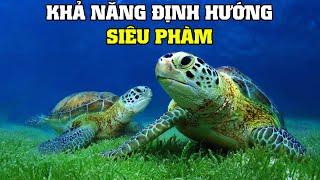 Khả Năng Định Hướng Của Động Vật | Khám Phá Thế Giới Động Vật Hoang Dã