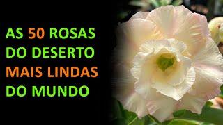 AS 50 ROSAS DO DESERTO MAIS LINDAS DO MUNDO ️️️