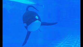 Tilikum's Song