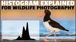 HISTOGRAM Explained For WILDLIFE Photography - How To READ Histograms For Correct Exposure