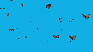 Butterfly flying in sky blue screen animation on youtube editing video #5 #8seconds