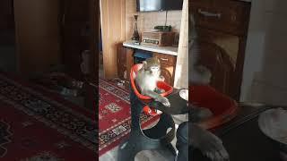 пока мама на работе- "папа может" #animal #monkey #petmonkey #обезьяна #зоо