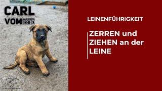 Dein Hund zerrt und zieht an der Leine. Damit kann für immer Schluss sein. Neue Methode.