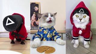 Squid Game Netflix Cats And Dogs | TikTok Compilation