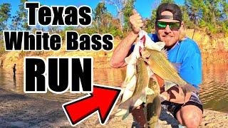 BEST Place to FISH the White Bass Run | What lure to use ?