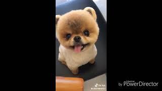 Chó mèo cực cute khi ở trong tiktok