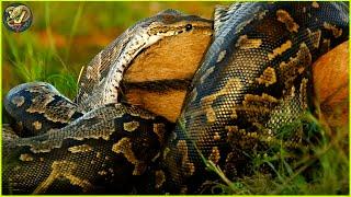 Insane Moments Python Attack And Swallow Their Prey In Sight | Animal Fighting