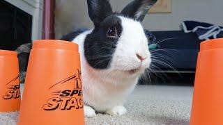 Rabbit genius masters the shell game