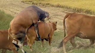 Red cow bull and calf in the field their moments Meeting effort