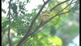 Oriental White Eye (UTown NUS)