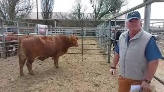 Marius Barkhuizen by die Droughtmaster Eastern Club Sale