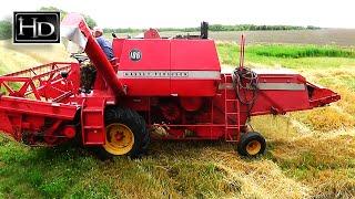 Wheat harvest  MASSEY-FERGUSON 186 (58 hp)