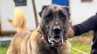 KARAKIRÇIL ÇOBAN KÖPEKLERİ ~ Altınyayla Sivas Dark Colour Kangal Dogs