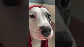 This is why Pitbulls get a bad rap ️️ Wholesome Dogs #shorts #cutedogs #pitbull