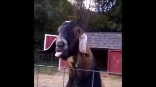 Goat making funny noise with tongue