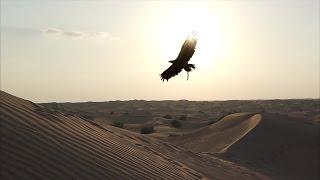 Victor the Eagle flies to the Arabian Peninsula