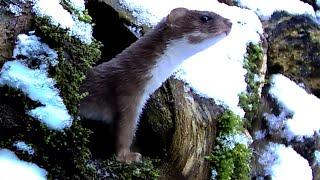 Weasel Sees Snow For The First Time | Discover Wildlife | Robert E Fuller