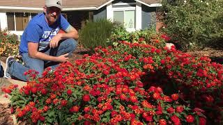 Lantana Lucky Red: Trialing Coast To Coast