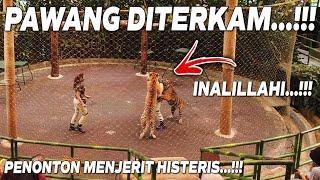 PENONTON MENJERIT...!!! PAWANG DITERKAM HARIMAU