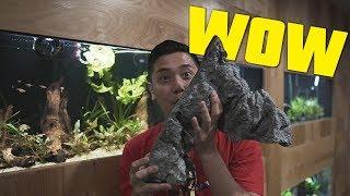 THE BEST PIECE OF AQUASCAPE EVER WITH GUEST PECKTEC