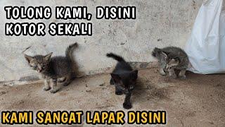 AKHIRNYA 3 ANAK KUCING MALANG INI , BISA DI ADOPSI WALAUPUN HUJAN BADAI MENGHADANG‼️