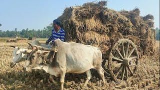 Bullock carriage cart accident with full load // Stuck with loaded paddy