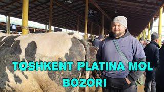 BUQALAR NARXLARI. TOSHKENT PLATINA MOL BOZORI