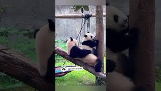 Mãng Tử: được voi đòi Hai Bà Trưng hả mạy #gấutrúc #panda