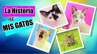 Tag De la MASCOTA  // Les cuento la HISTORIA de los DivertiCats!!  // Videos de GATOS Chistosos