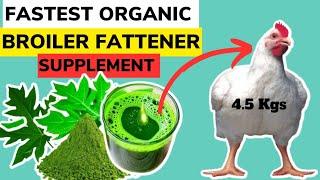 FASTEST ORGANIC BROILER FATTENER SUPPLEMENT | Fattening Broilers Has Never Been This Easy.