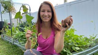 Easily Grow Sweet Potato Slips from Store Bought Sweet Potatoes