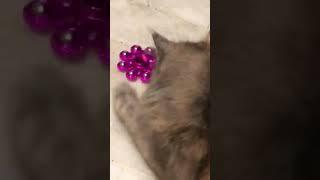 Fluffy Puffy cat playing with the fidget spinner #cat #fluffy #cute #sofluffy #catlover #pet