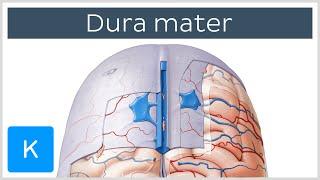 Dura mater - Function, Location & Layers - Neuroanatomy | Kenhub