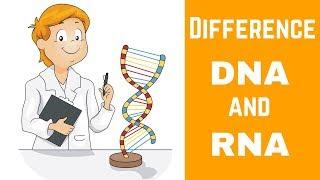 Difference between DNA and RNA