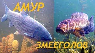 АМУР И ЗМЕЕГОЛОВ ОЗЕРА БАЛХАШ. Grass carp, SNAKEHEAD