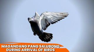 MAGANDANG PANG SALUBONG DURING ARRIVAL OF BIRDS