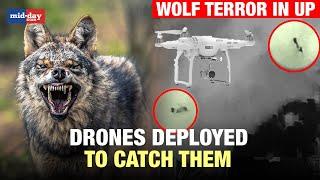 Wolf terror in UP: Forest dept deploys infrared drone to capture the man-eater wolves