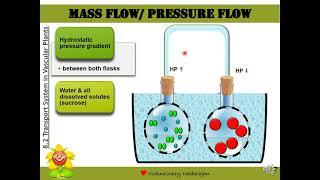 Biology STPM: Mass Flow/ Pressure Flow Hypothesis & Munch Model