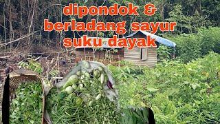 pemandangan pondok & berladang sayur suku dayak