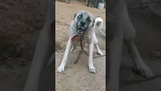 Dünyanın En Güçlü Köpekleri!  #shorts