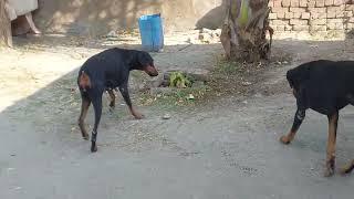 Doberman Dog official vopari  please Subscribe  9660349134