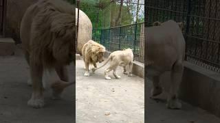 Old Lion  With Young Lioness in mating season  #shorts #lion #roar