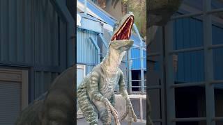 Jurassic World : Raptor Encounter : Blue | Universal Studios Hollywood #jurassicworld #blue #raptor