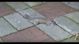 Squirrel Takes a Hard Fall