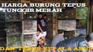 Harga burung tepus tunggir merah dan tepus kepala abu!!